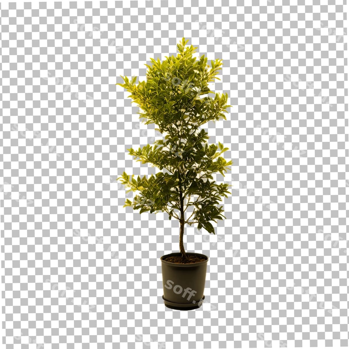 Qoshiqdagi yashil o'simlik shaffof orqa fonda | Potted green plant transparent background