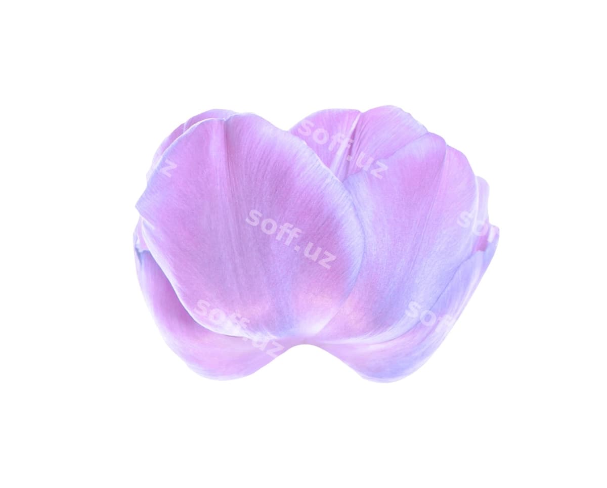Binafsha lola yakka | Purple tulip isolated