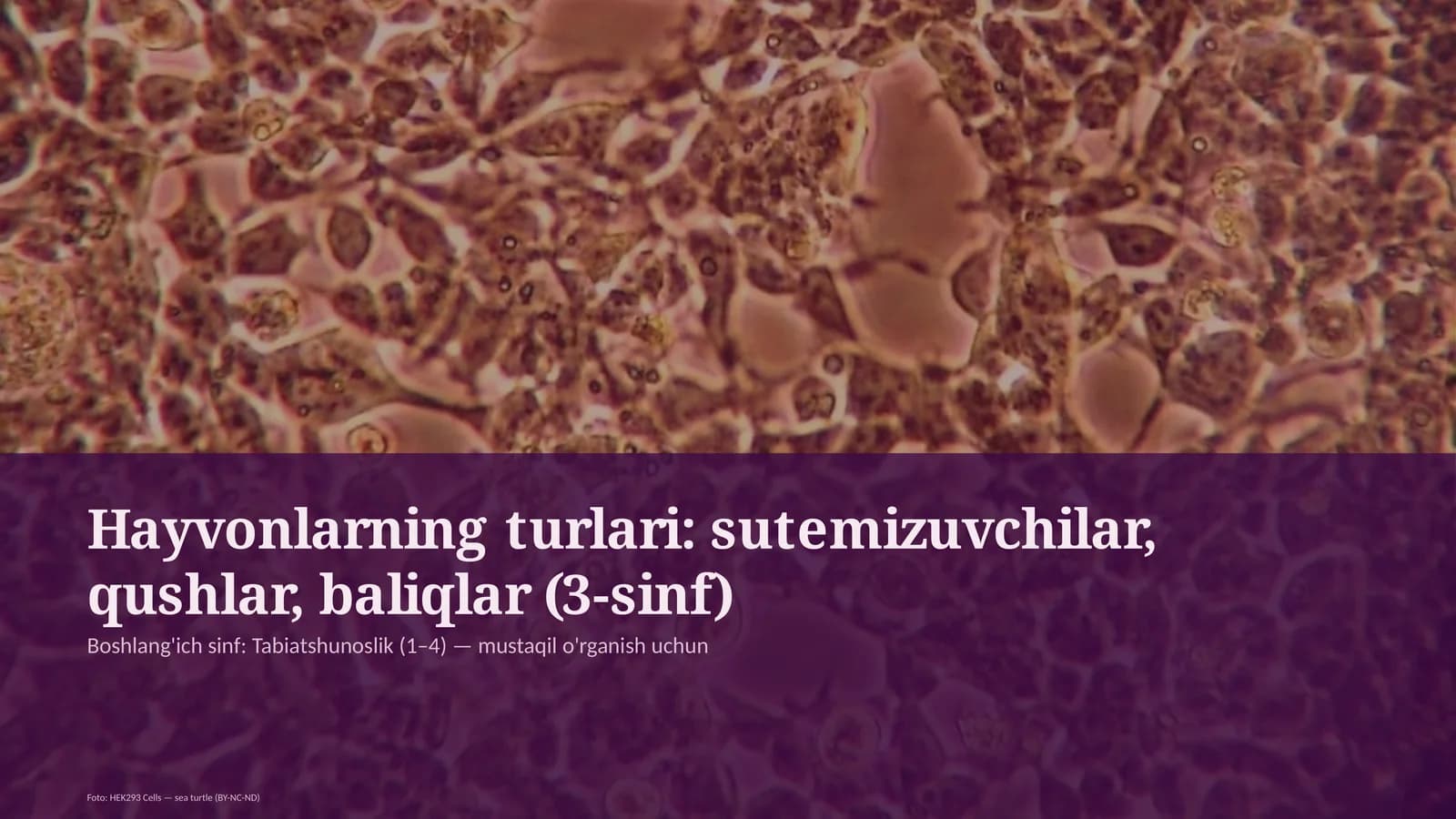 Hayvonlarning turlari: sutemizuvchilar, qushlar, baliqlar (3-sinf)