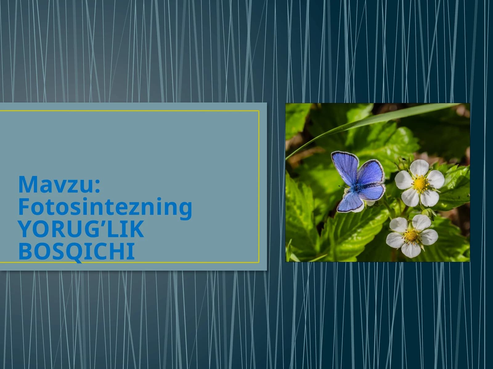 Fotosintezning YORUG’LIK BOSQICHI