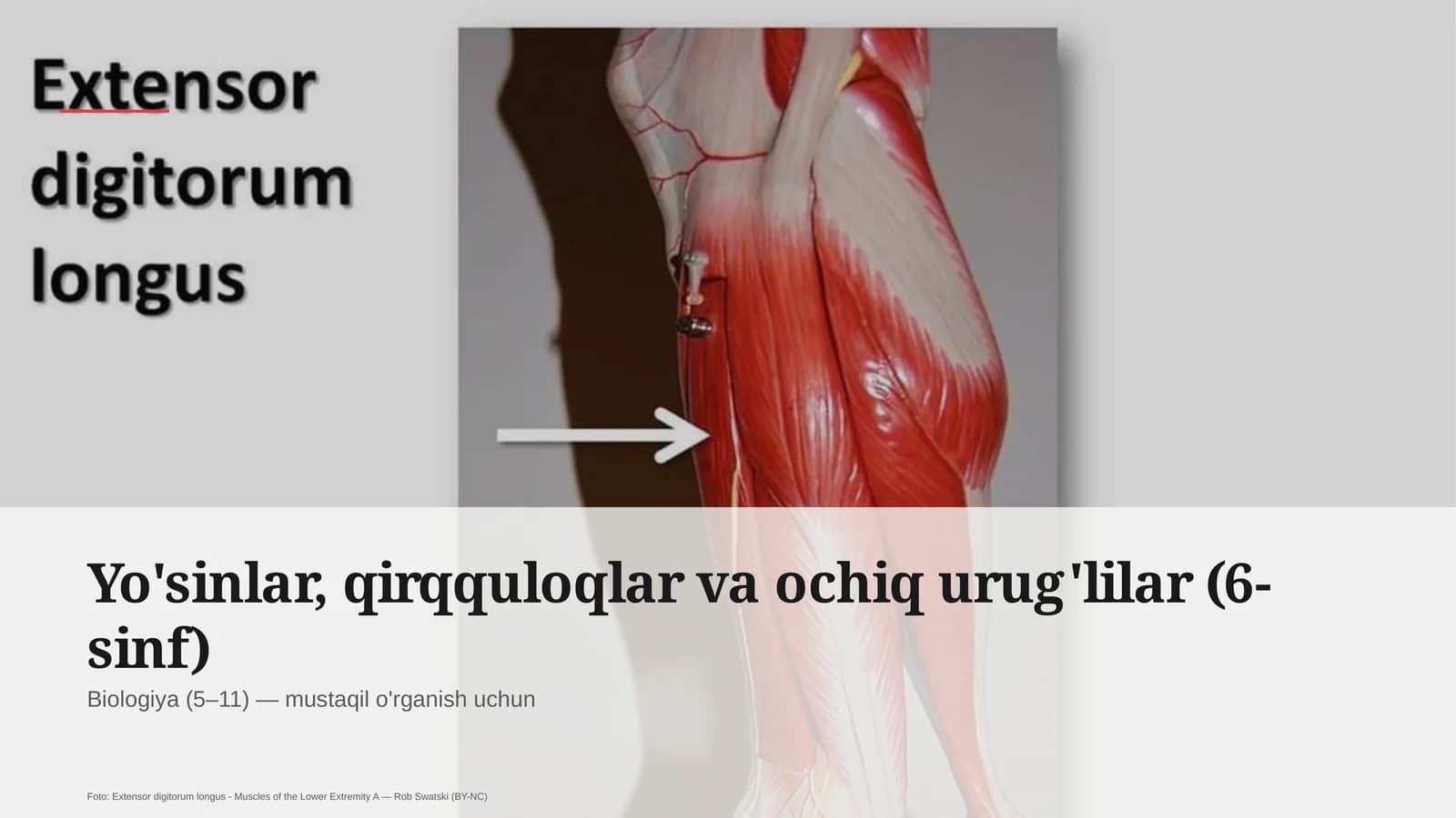Yo'sinlar, qirqquloqlar va ochiq urug'lilar (6-sinf)