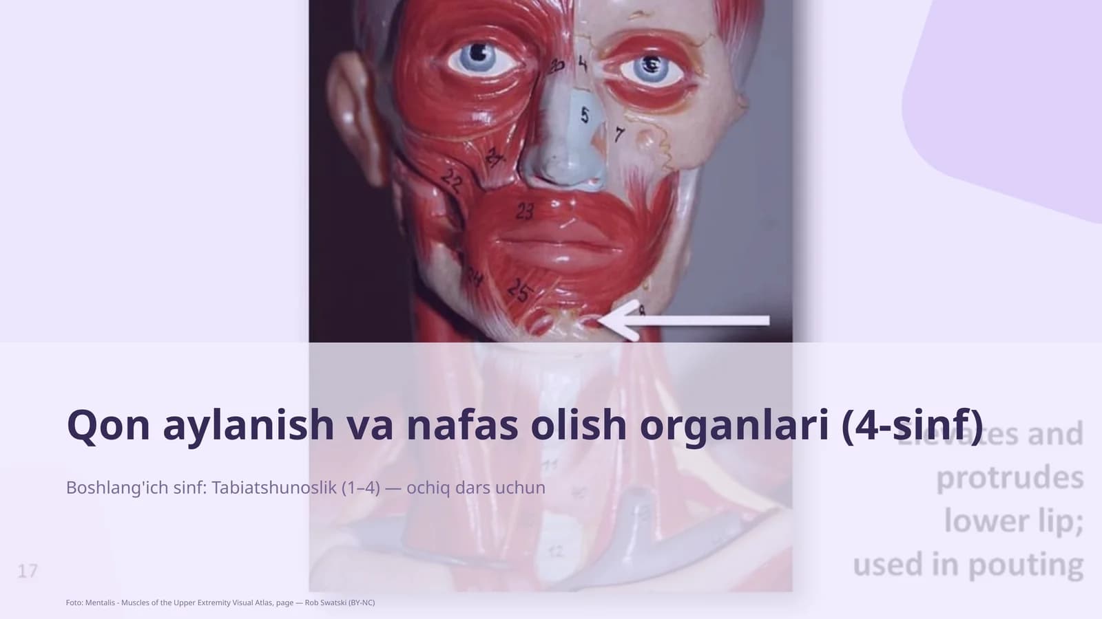 Qon aylanish va nafas olish organlari (4-sinf)