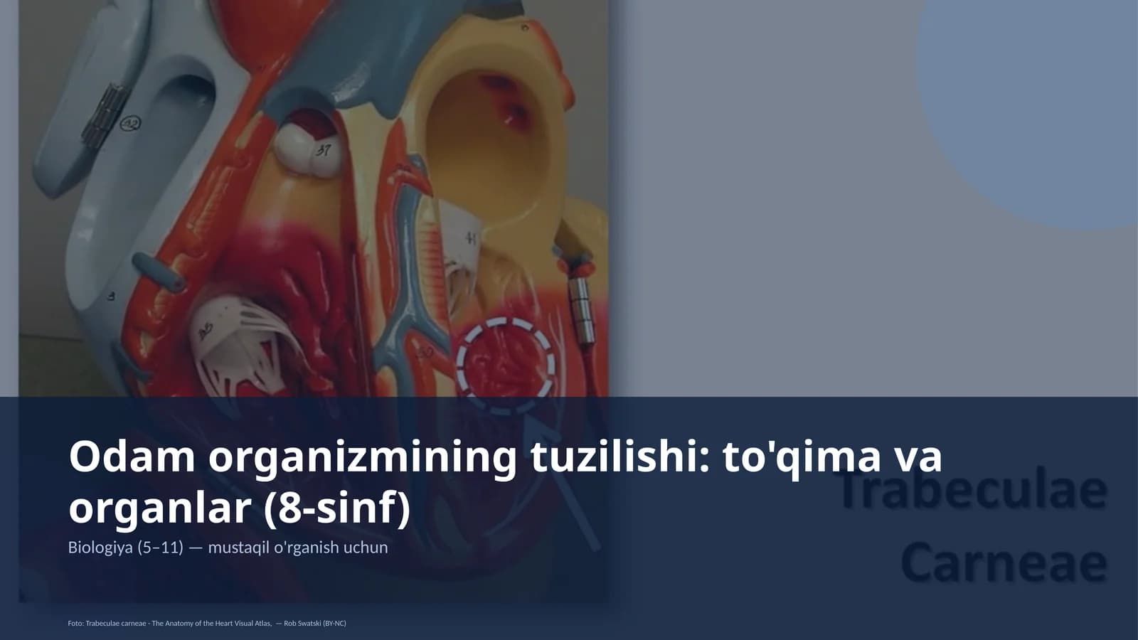 Odam organizmining tuzilishi: to'qima va organlar (8-sinf)