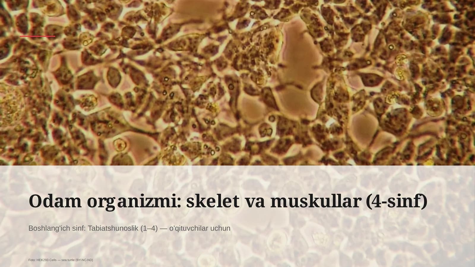 Odam organizmi: skelet va muskullar (4-sinf)