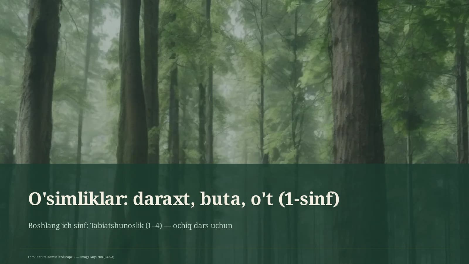 O'simliklar: daraxt, buta, o't (1-sinf)