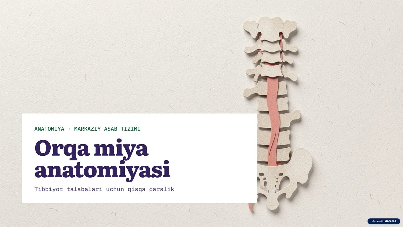 Orqa miya anatomiyasi