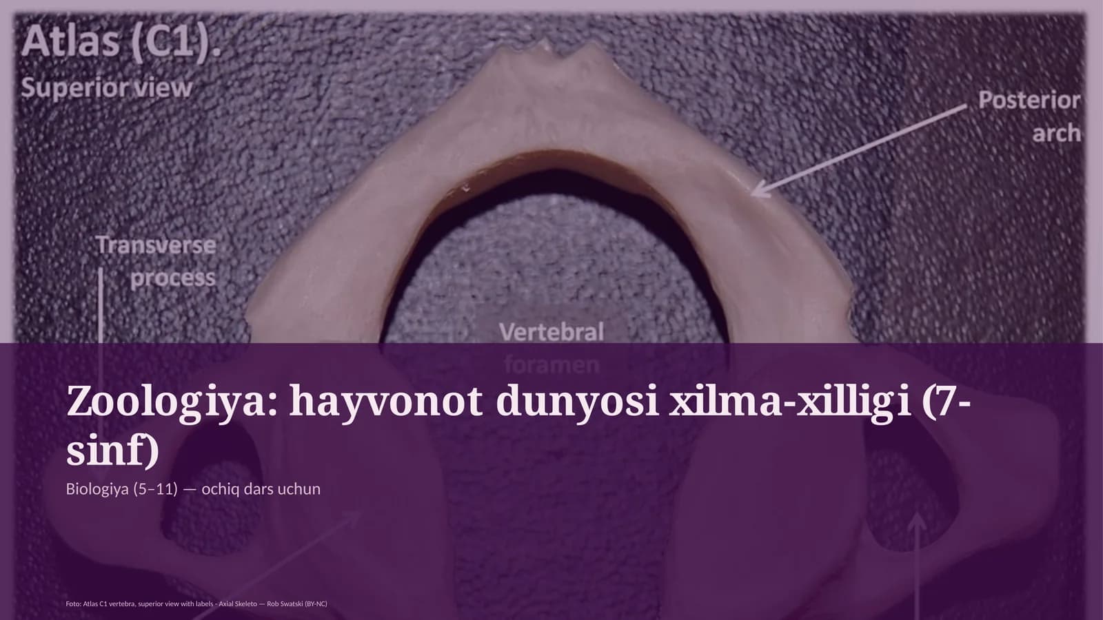 Zoologiya: hayvonot dunyosi xilma-xilligi (7-sinf)