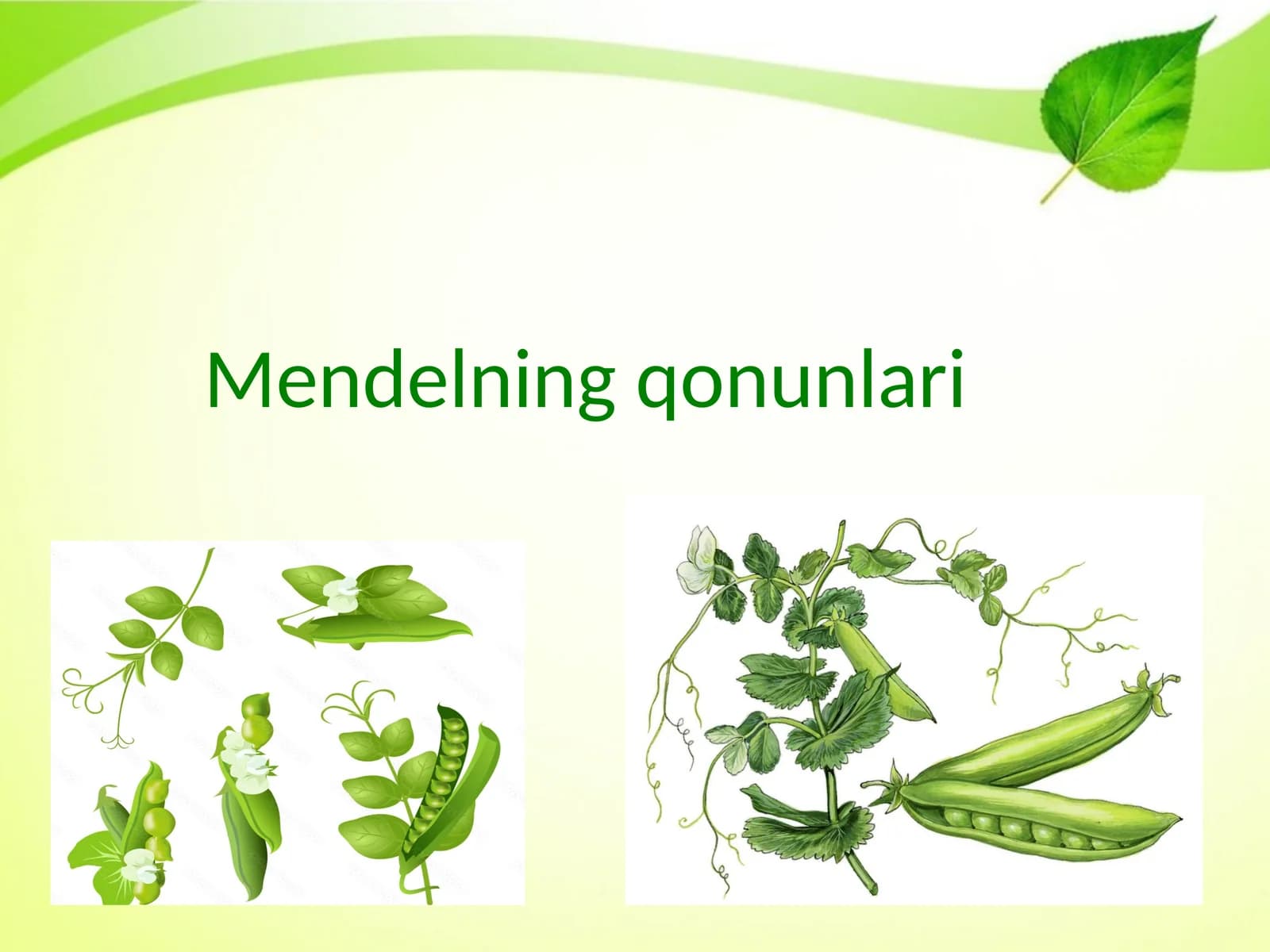 Mendelning qonunlari
