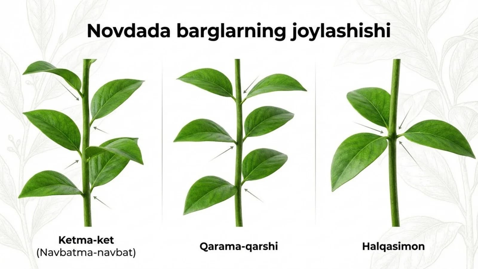 Novdada barglarning joylashishi