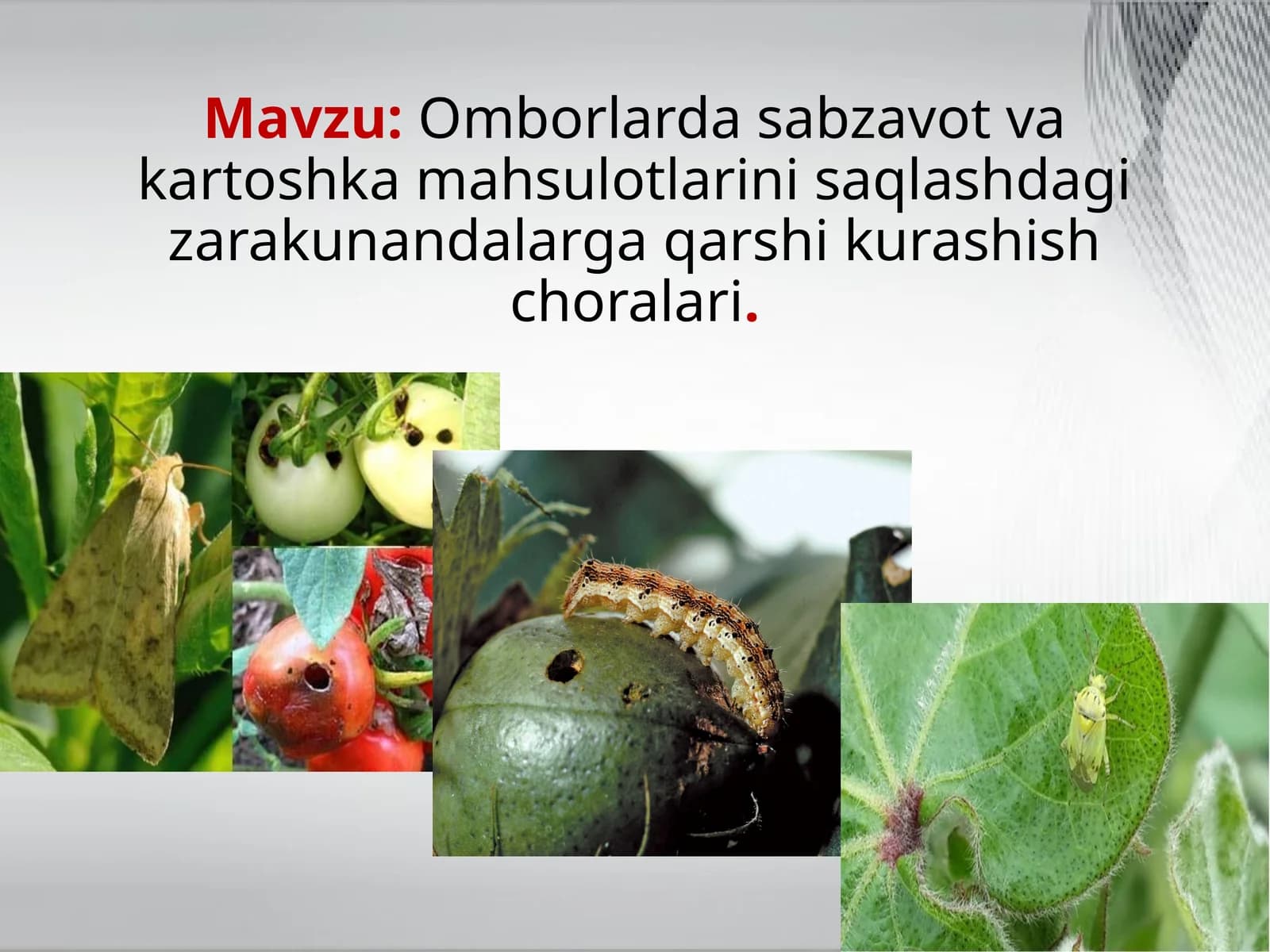 Omborlarda sabzavot va kartoshka mahsulotlarini saqlash choralari