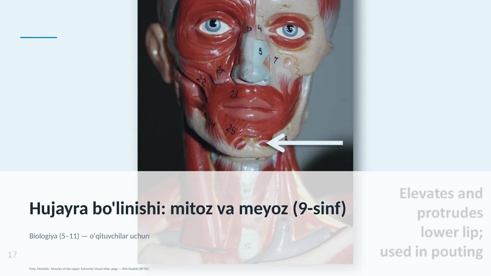 Hujayra bo'linishi: mitoz va meyoz (9-sinf)
