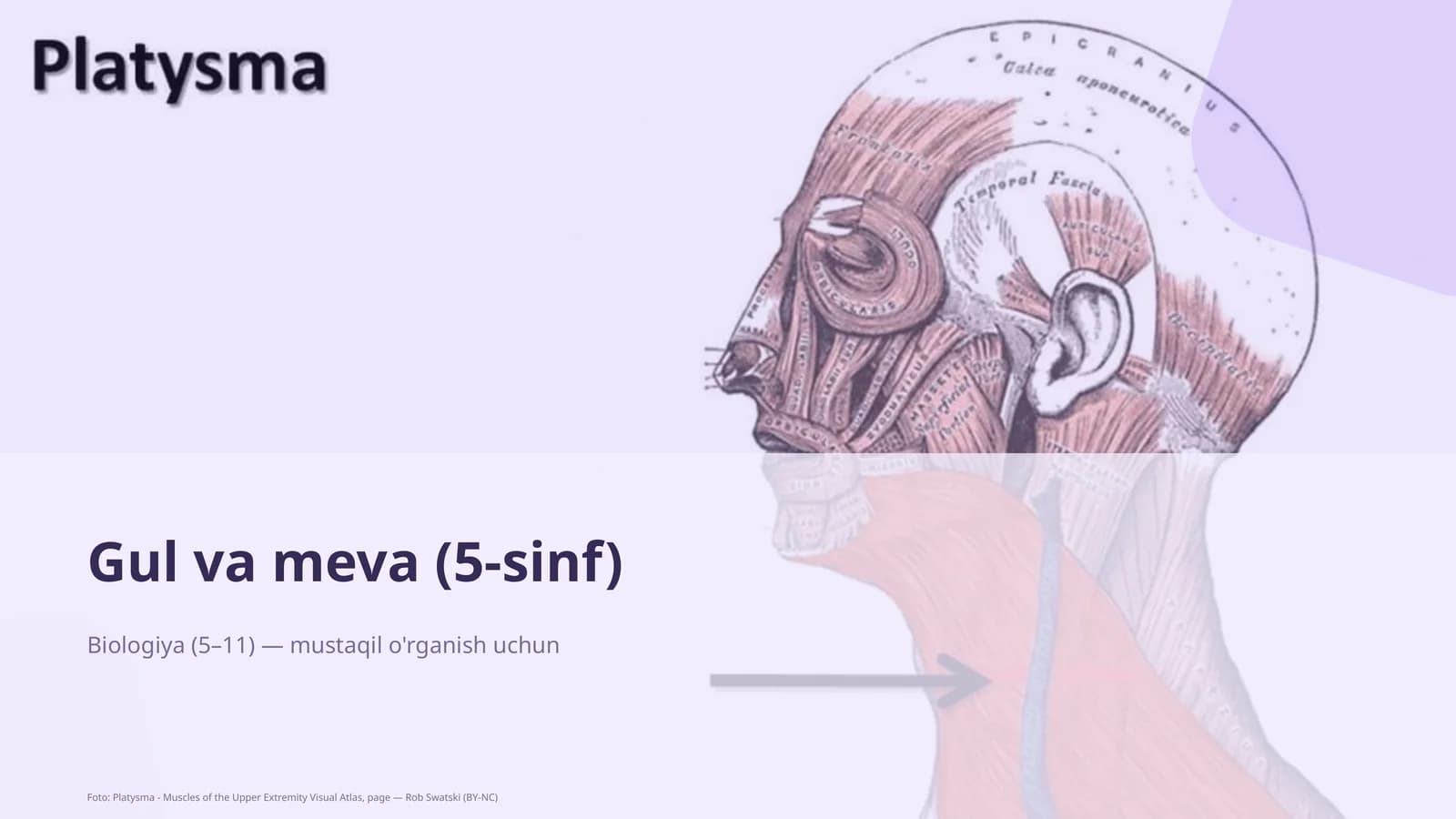 Gul va meva (5-sinf)