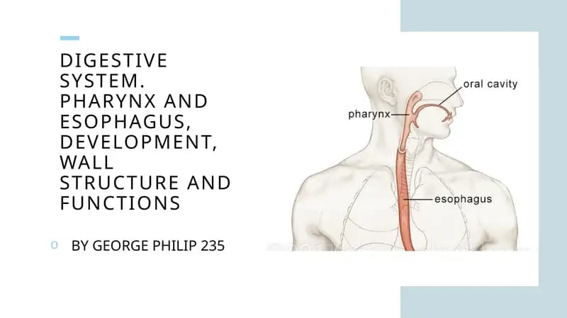 Digestive system. Pharynx and esophagus, development, wall structureandfunction