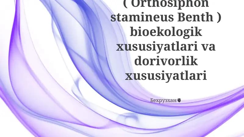 Buyrak choyi (Orthosiphon stamineus Benth)