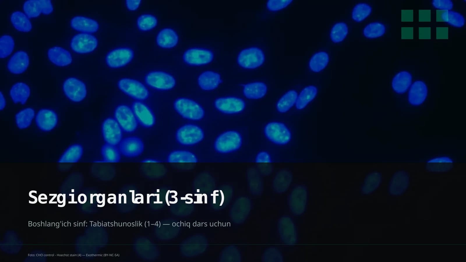 Sezgi Organlari (3-sinf)
