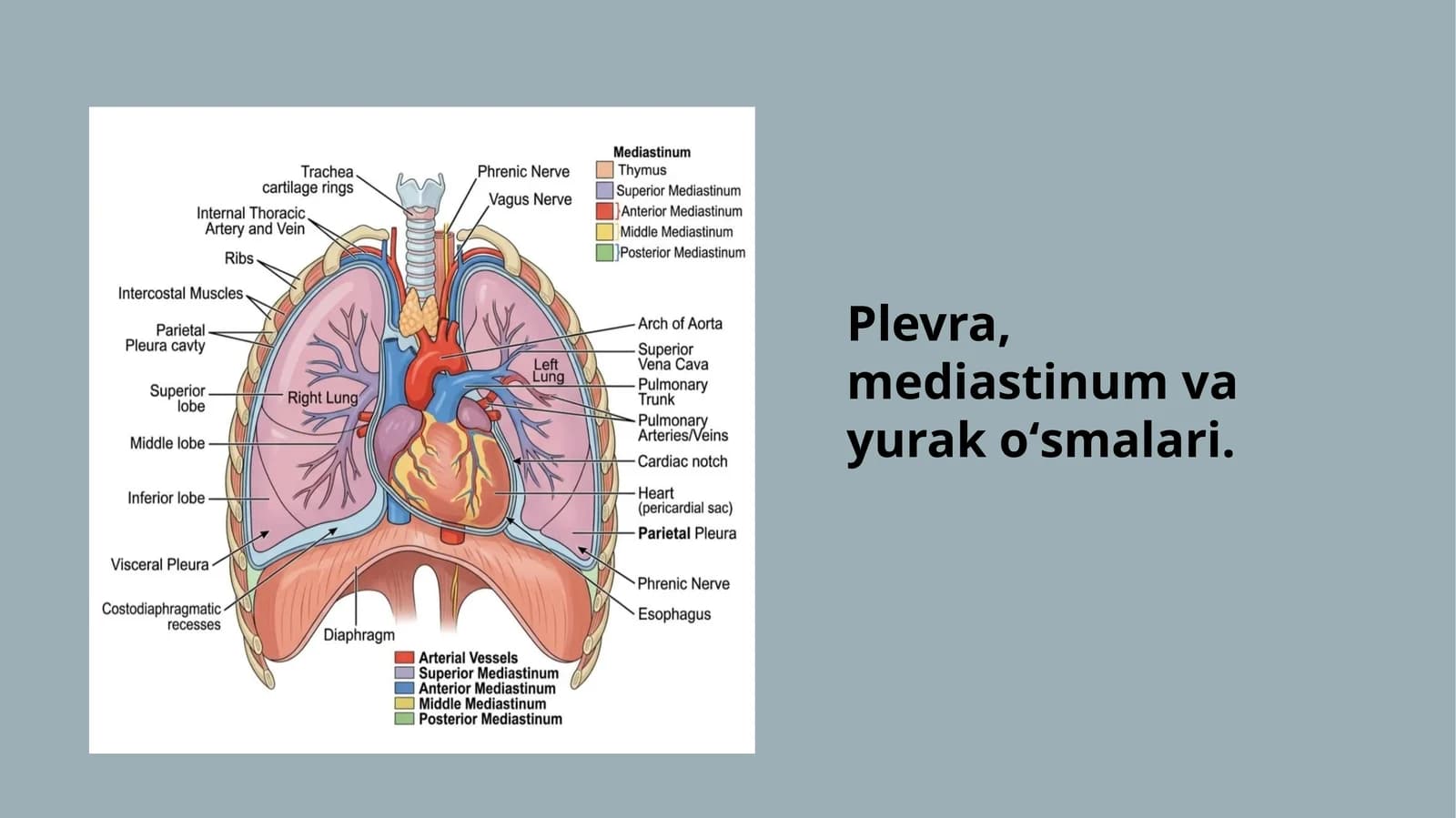 Plevra, mediastinum va yurak o‘smalari — 18 slaydli taqdimot