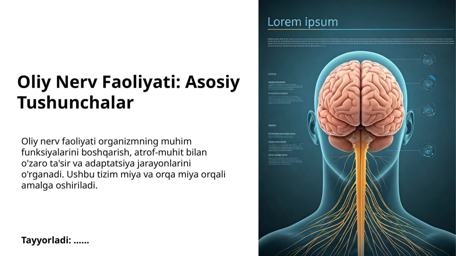 Oliy Nerv Faoliyati: Asosiy Tushunchalar