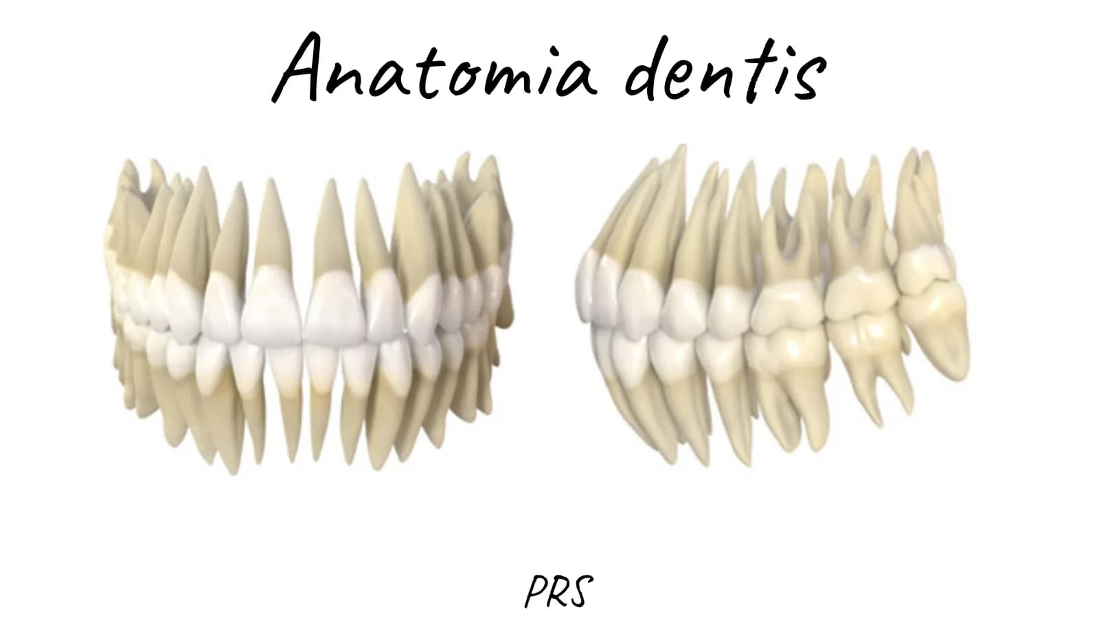 Tish anatomiyasi (lotin/eng)