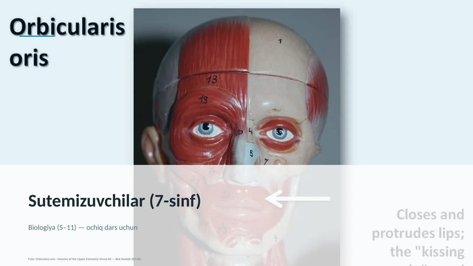 Sutemizuvchilar (7-sinf)