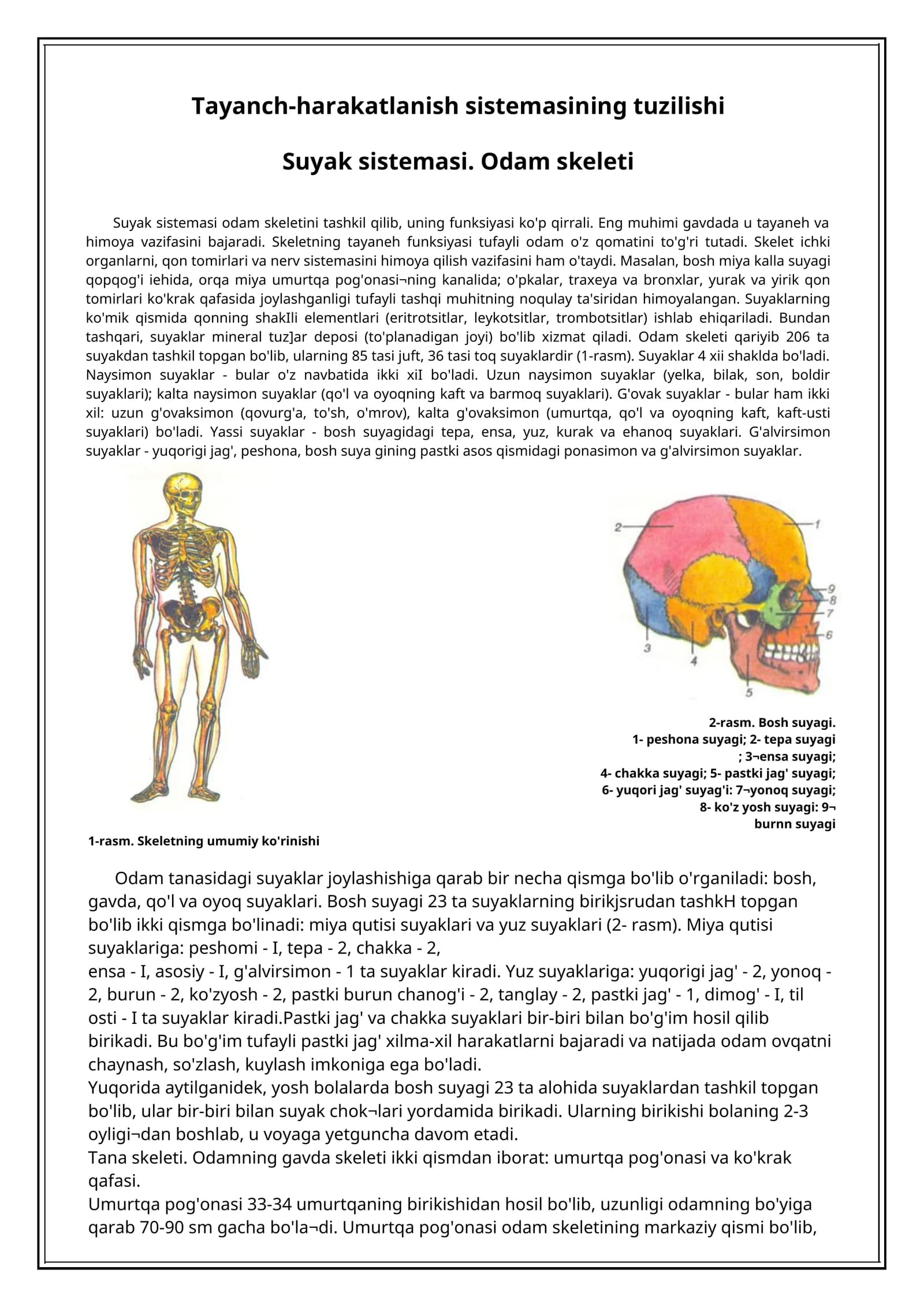 Suyak sistemasi. Odam skeleti