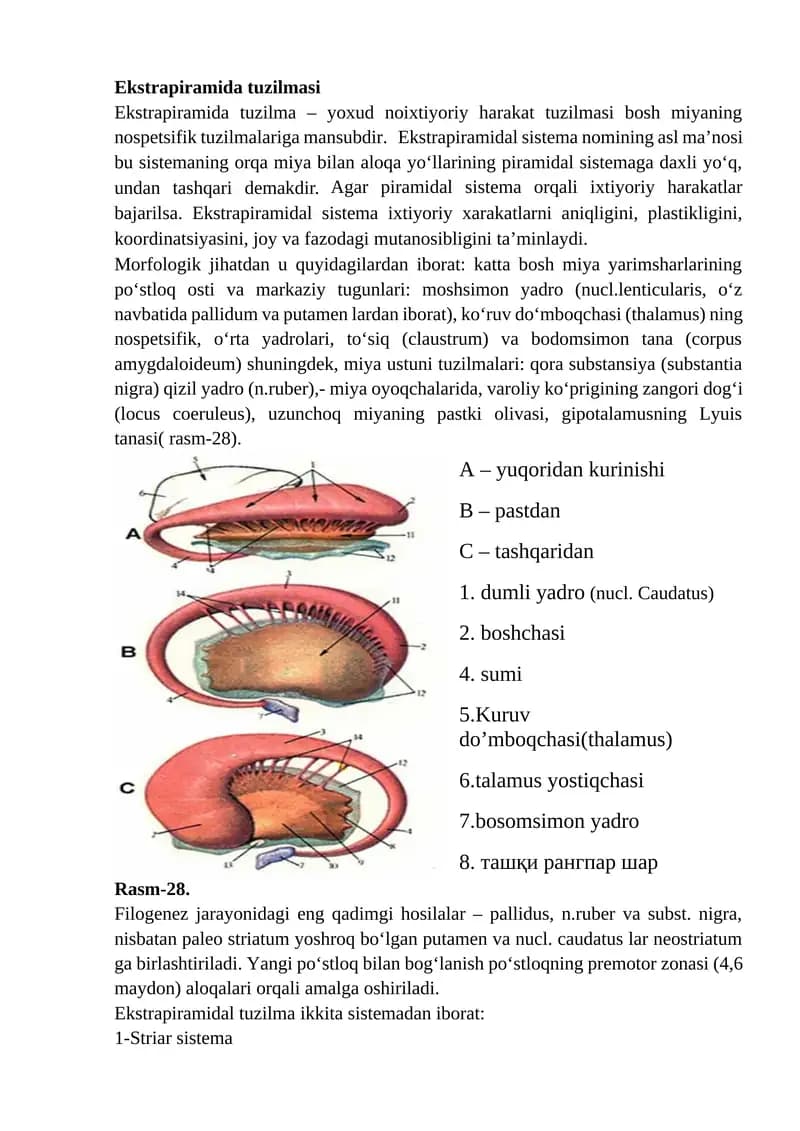Ekstrapiramida tuzilmasi