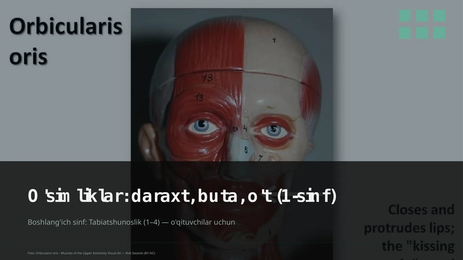 O'simliklar: daraxt, buta, o't (1-sinf)