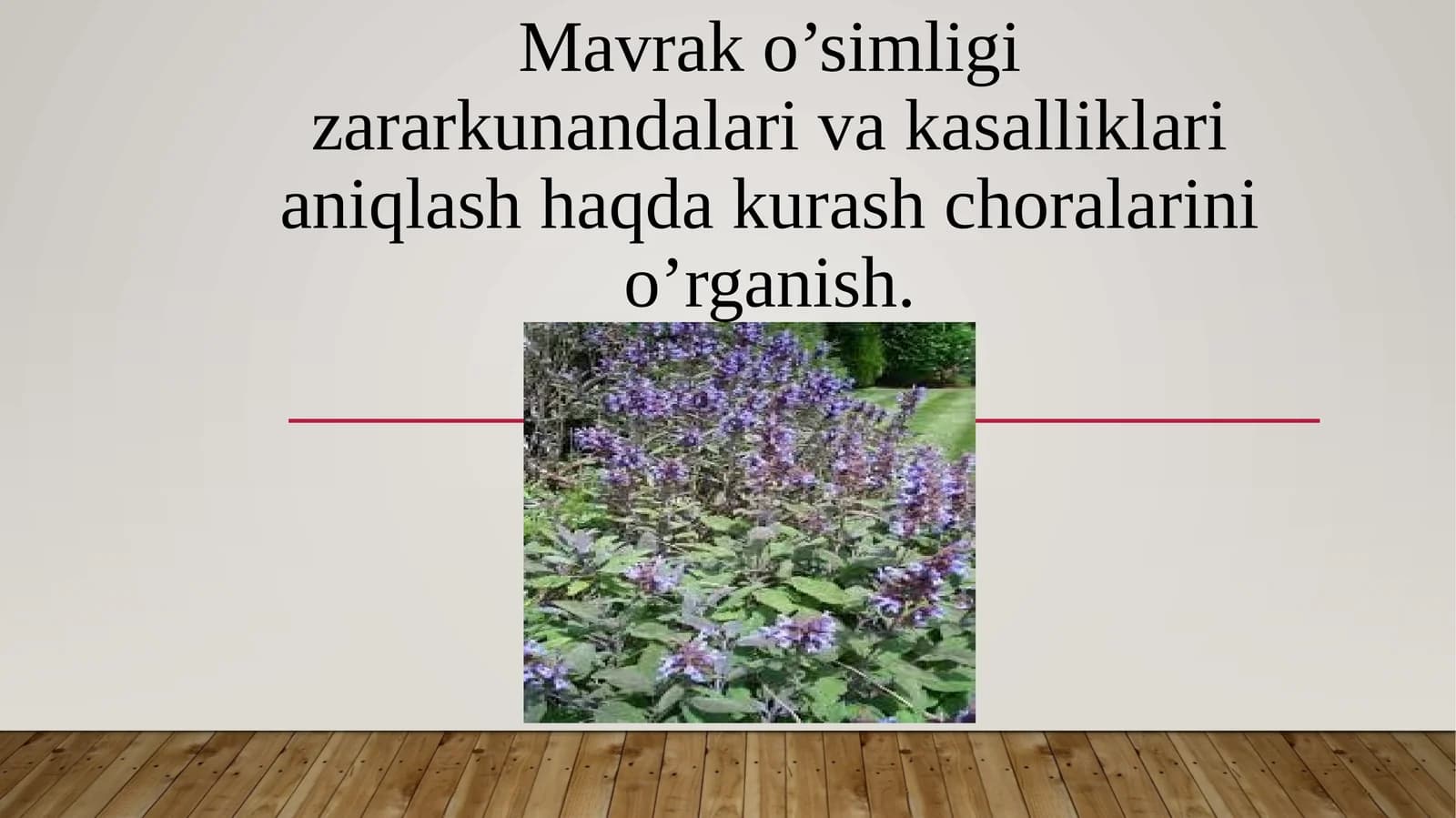 Mavrak (Salvia)