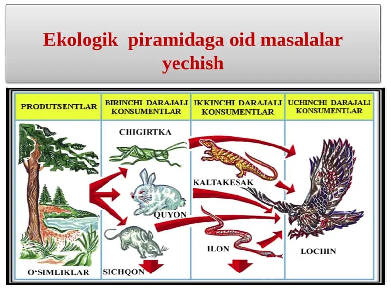 Ekologik  piramidaga oid masalalar yechish