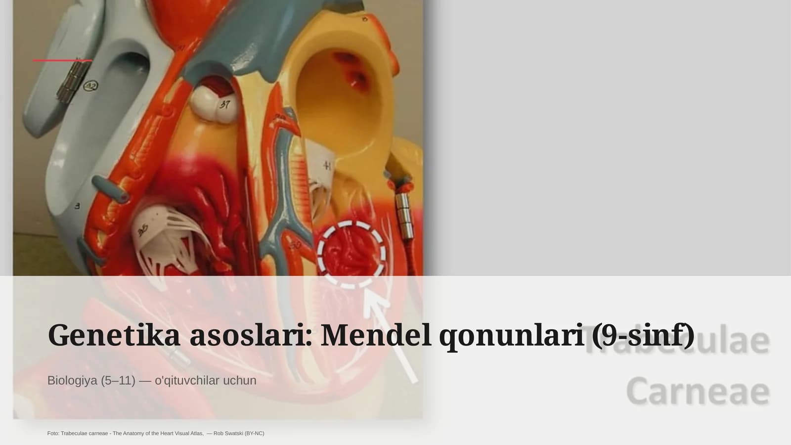 Mendel qonunlari (9-sinf)