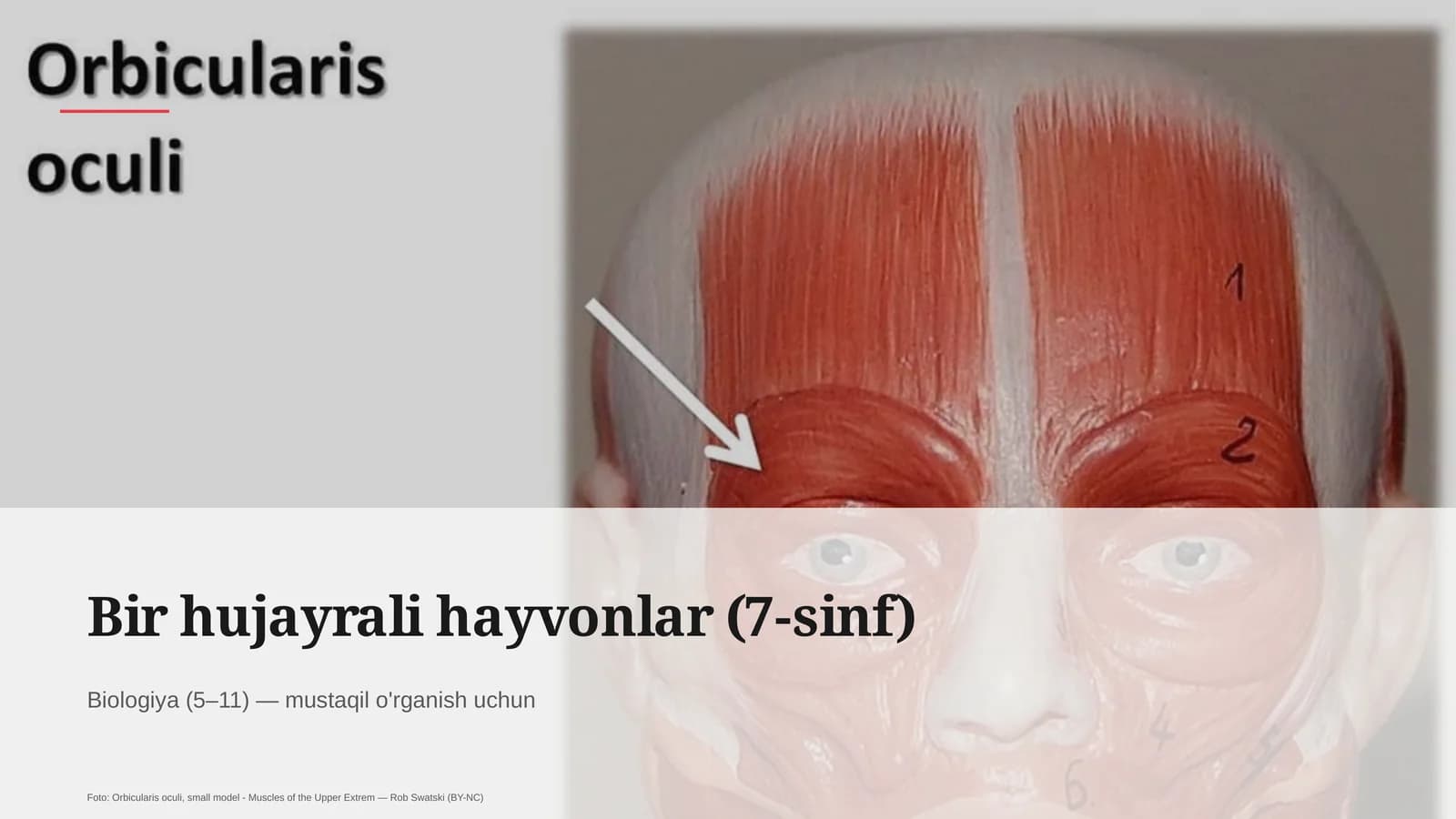 Bir hujayrali hayvonlar (7-sinf)