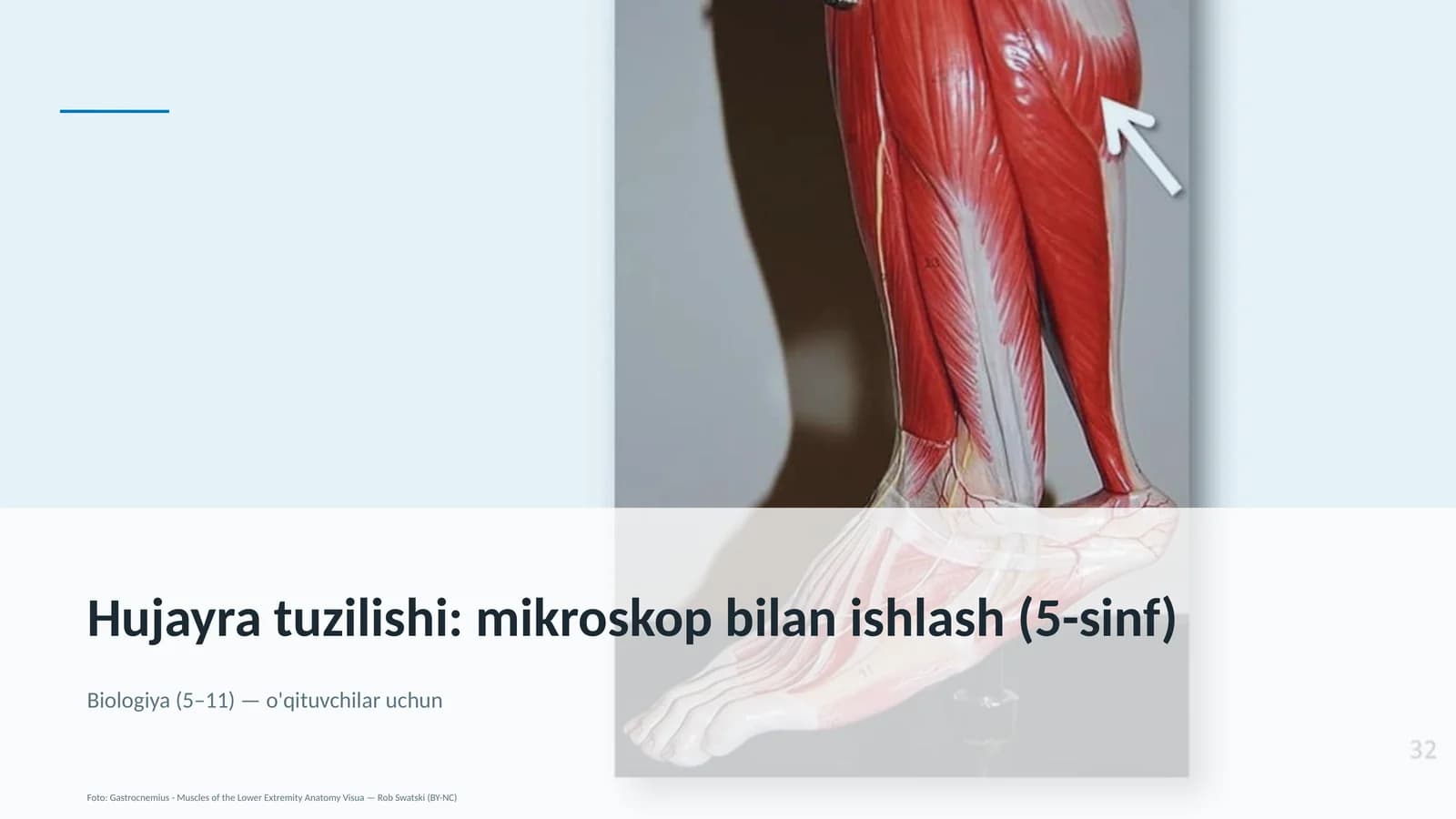 Hujayra tuzilishi: mikroskop bilan ishlash (5-sinf)