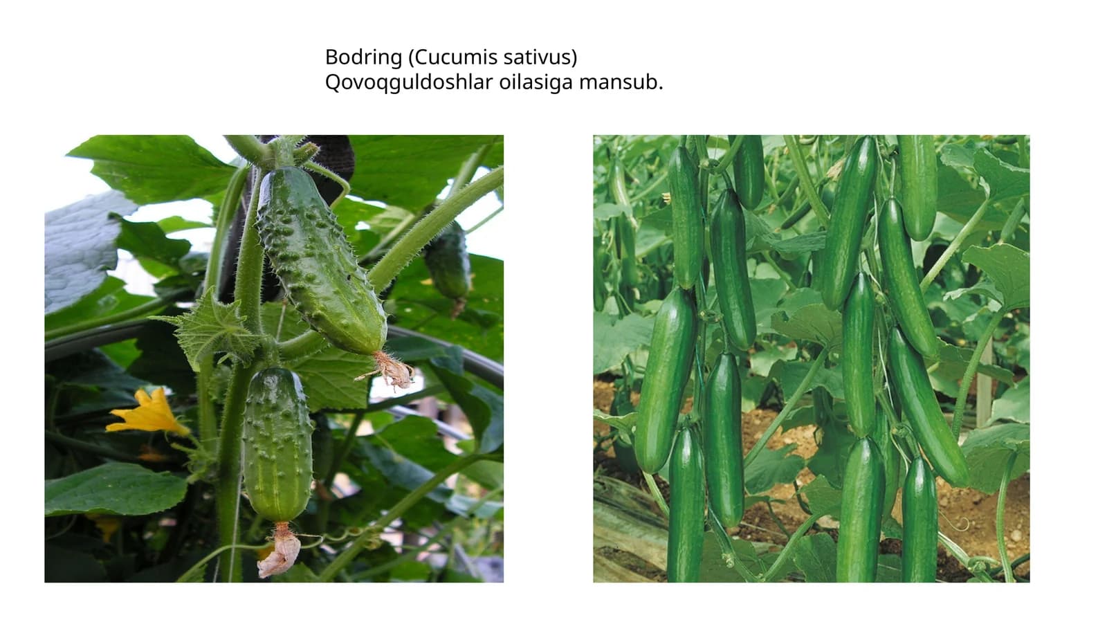 Bodring (Cucumis sativus)
