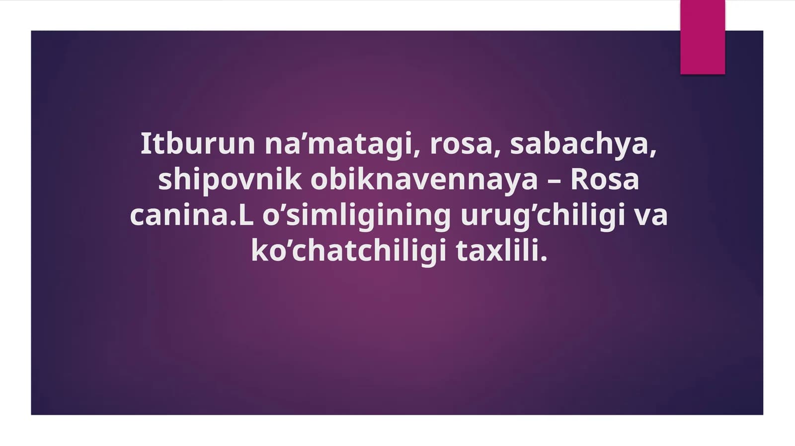 Itburunna’matagi, rosa, sabachya, shipovnik obi ‘knavennaya - Rosacanina