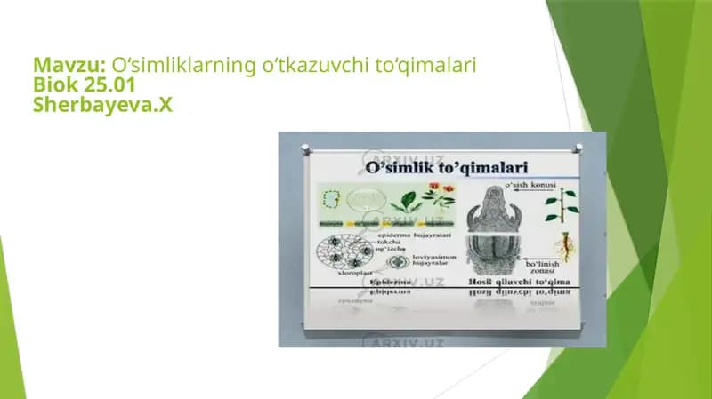 O‘simliklarning o‘tkazuvchi to‘qimalariBiok 25.01Sherbayeva.X