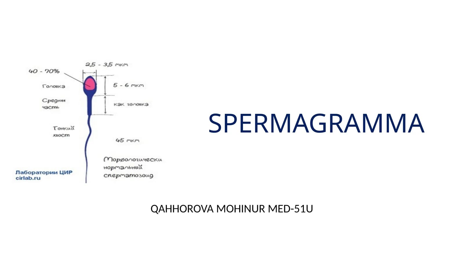 SPERMAGRAMMA