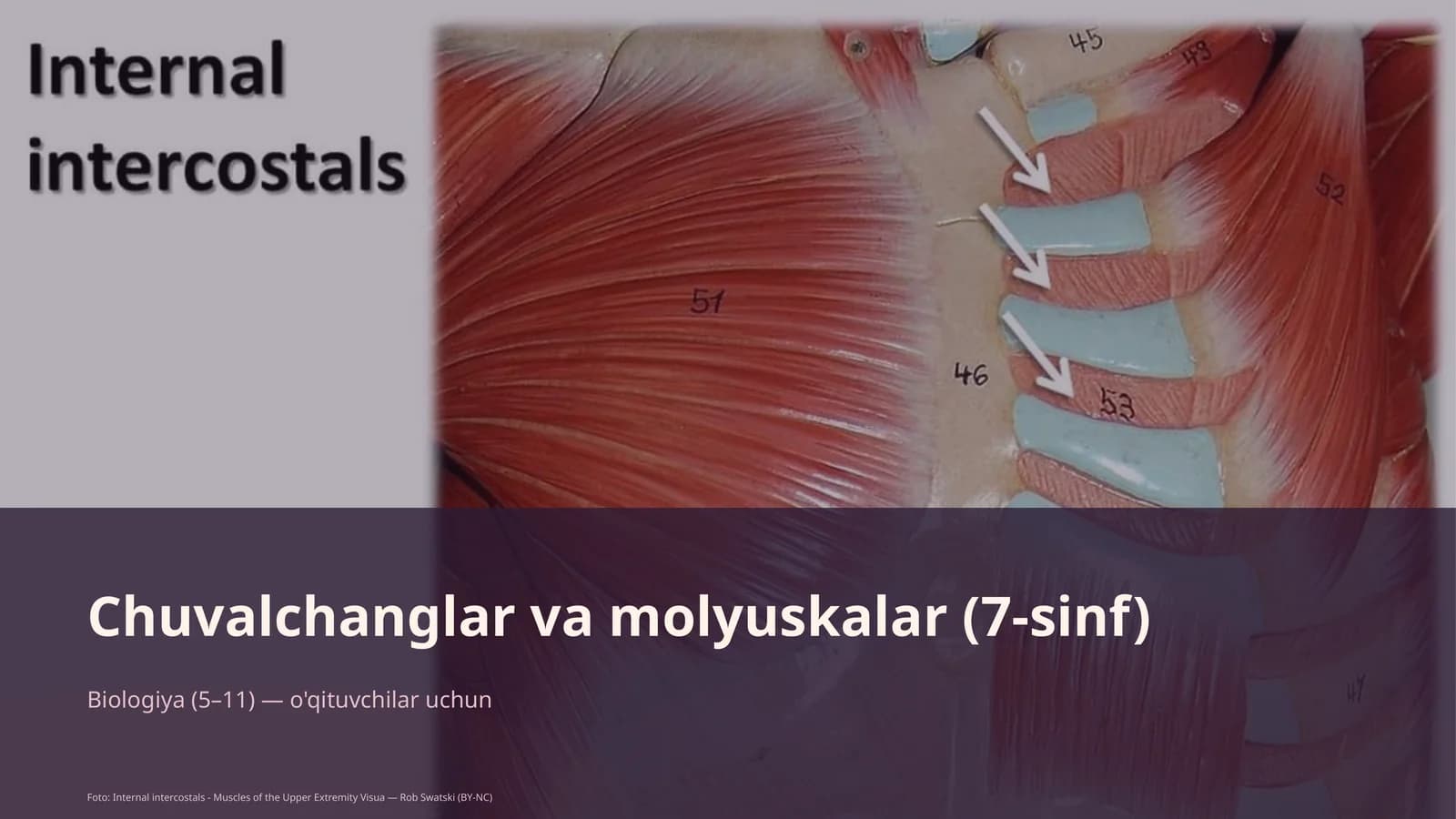 Chuvalchanglar va molyuskalar (7-sinf)