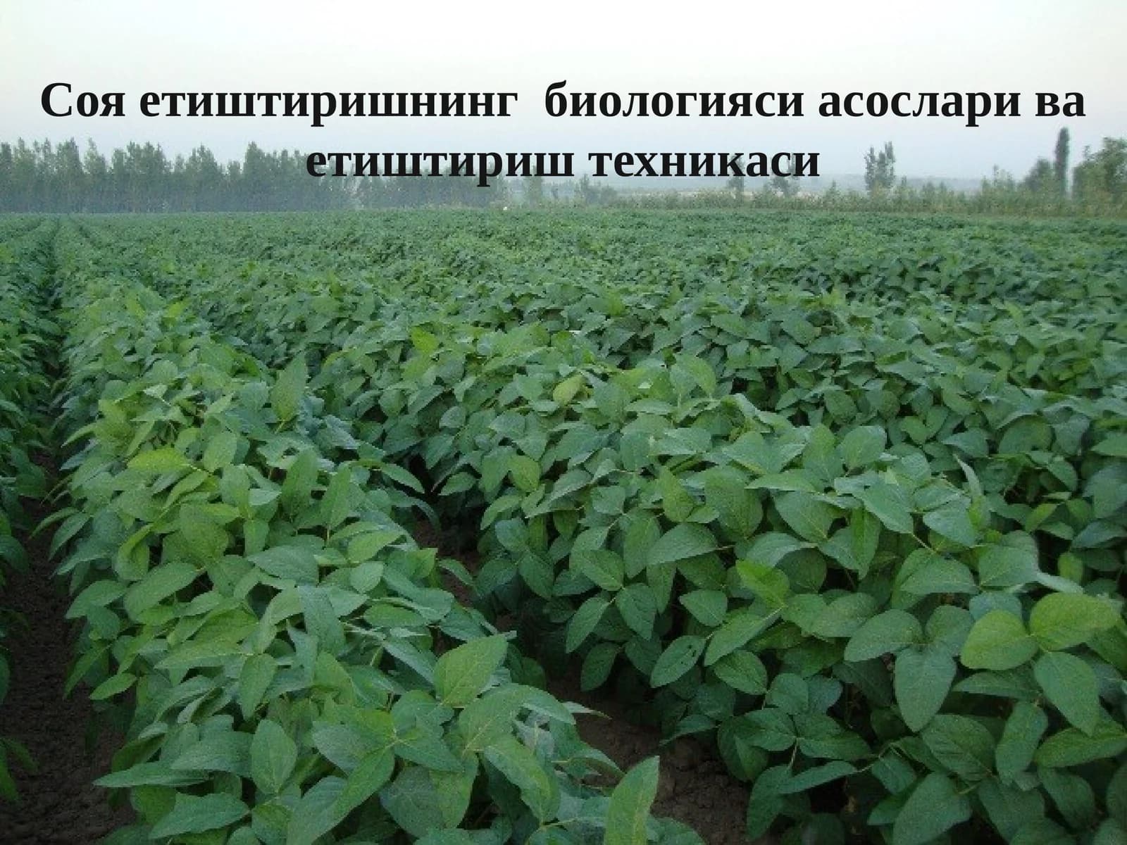 Соя етиштиришнинг биологияси асослари ва етиштириш техникаси