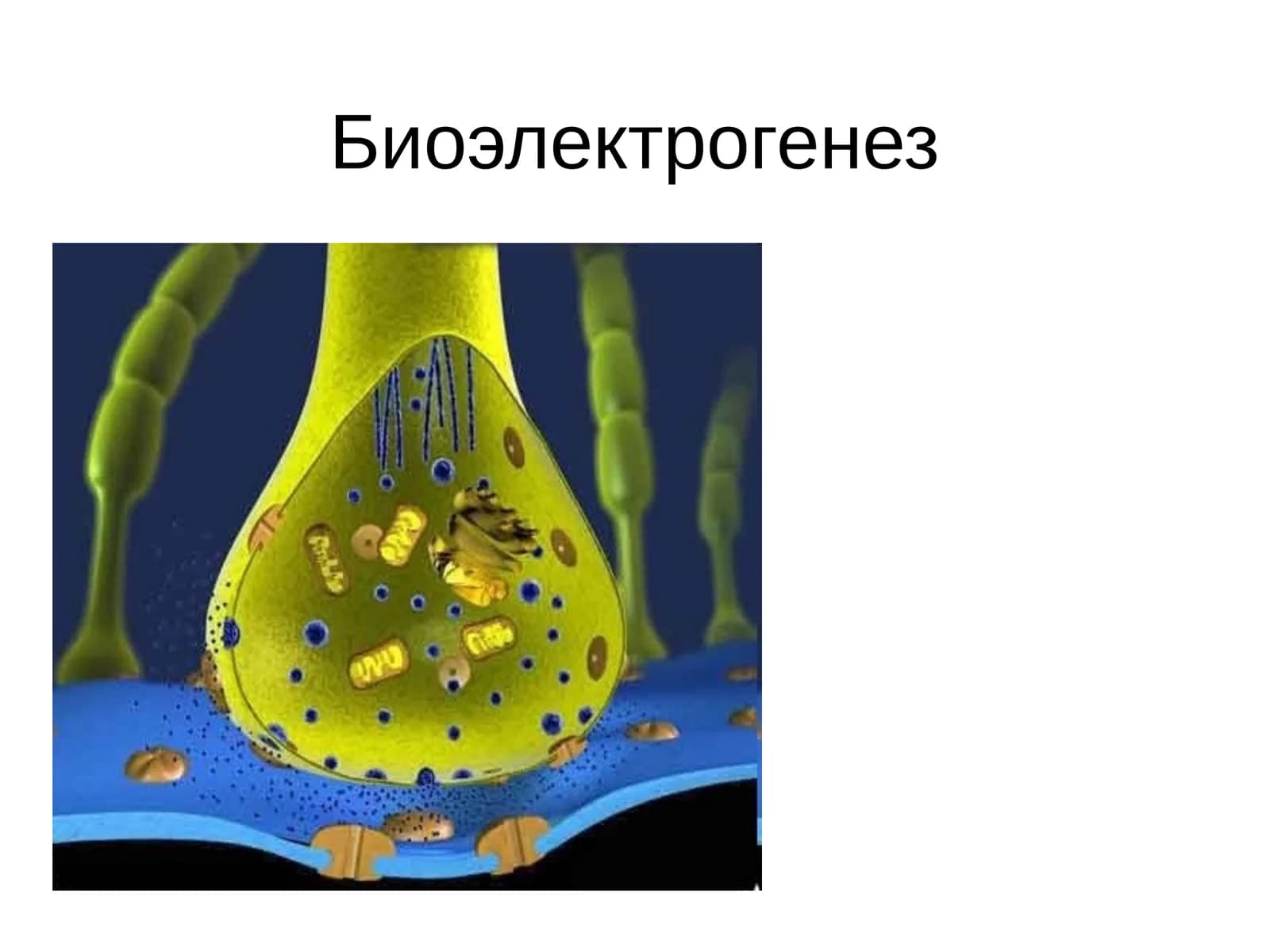 Биоэлектрогенез