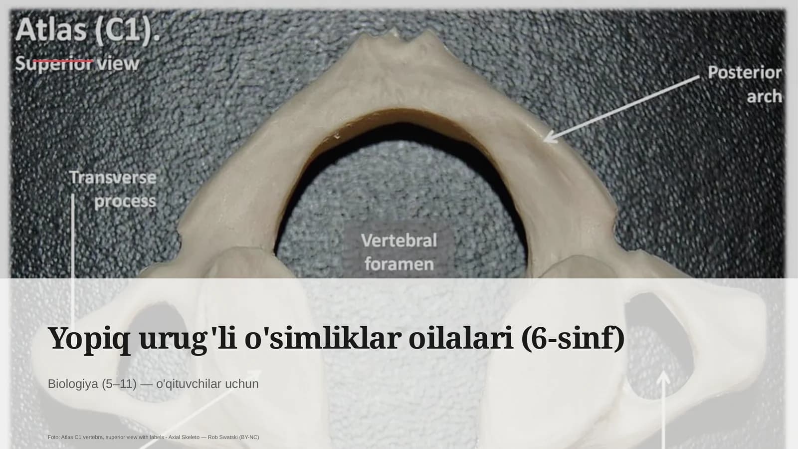 Yopiq urug'li o'simliklar oilalari (6-sinf)