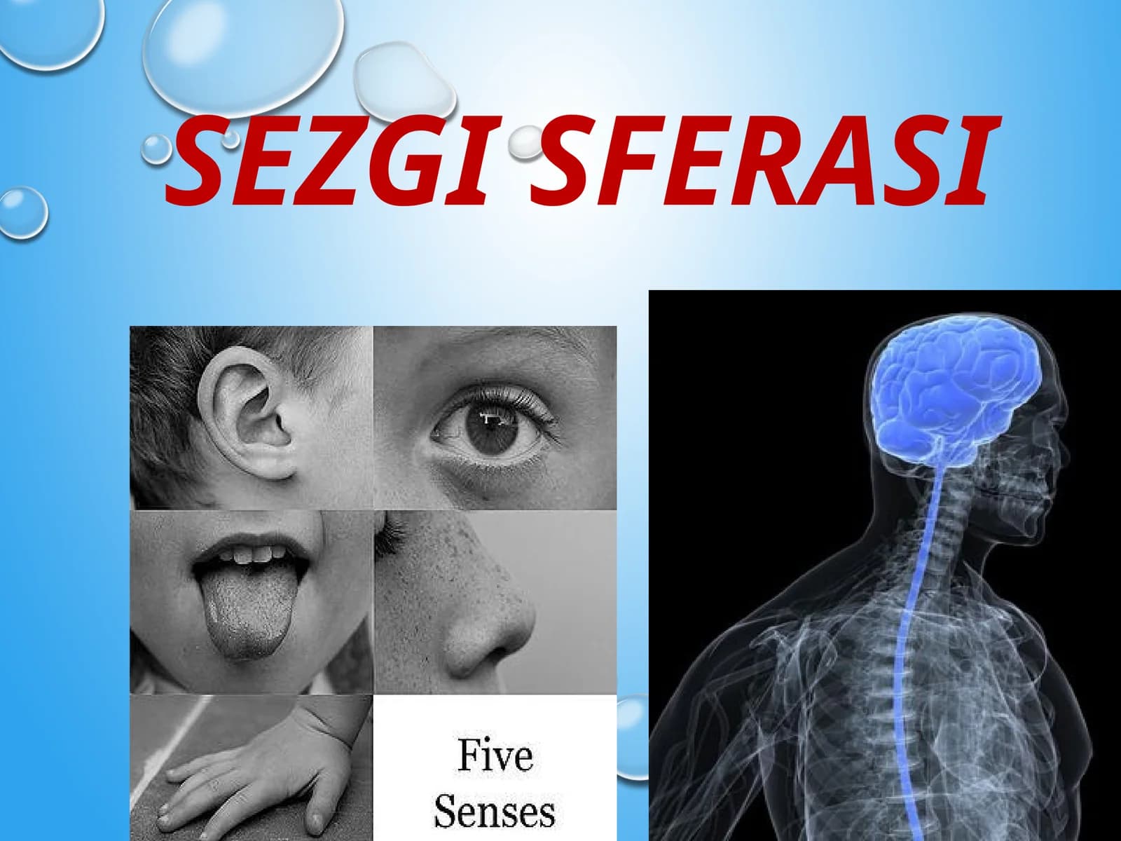SEZGI SFERASI