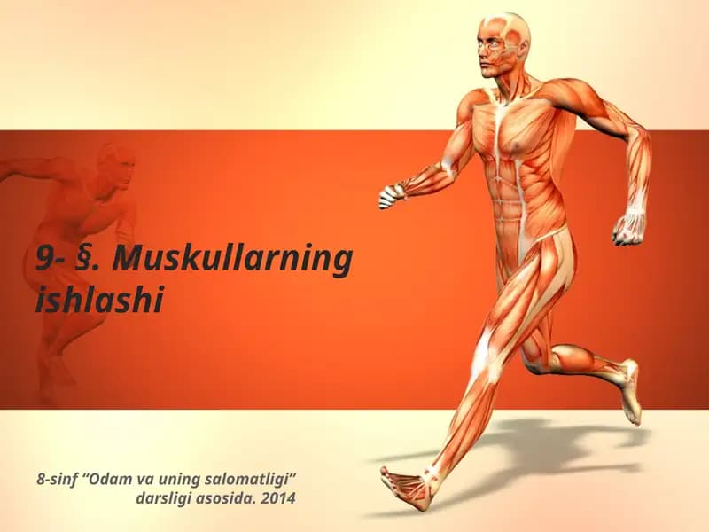 Muskullarning ishlashi