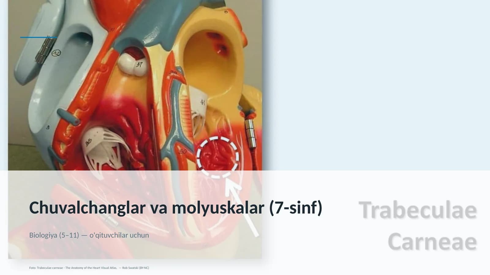 Chuvalchanglar va molyuskalar (7-sinf)
