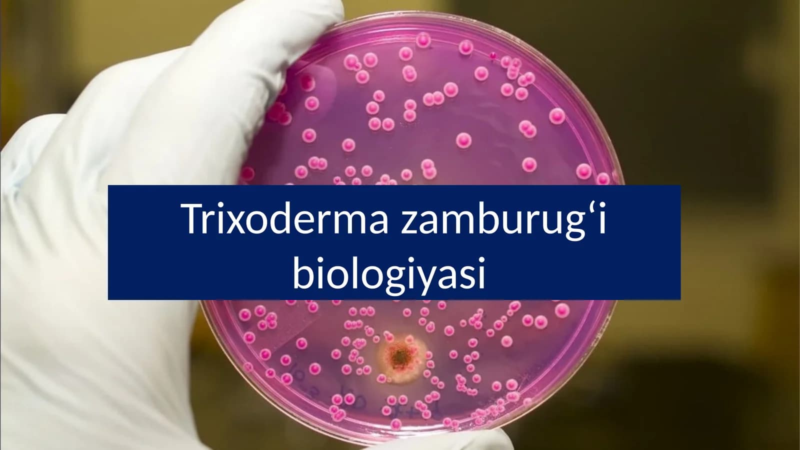 Trixoderma zamburugʻi biologiyasi