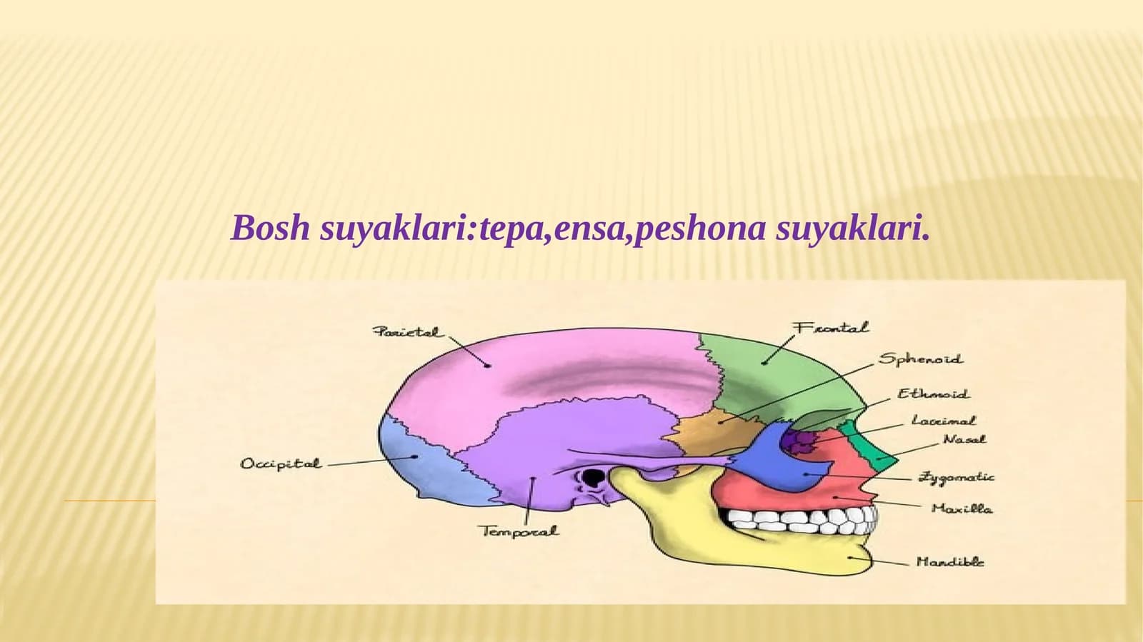 Bosh suyaklari