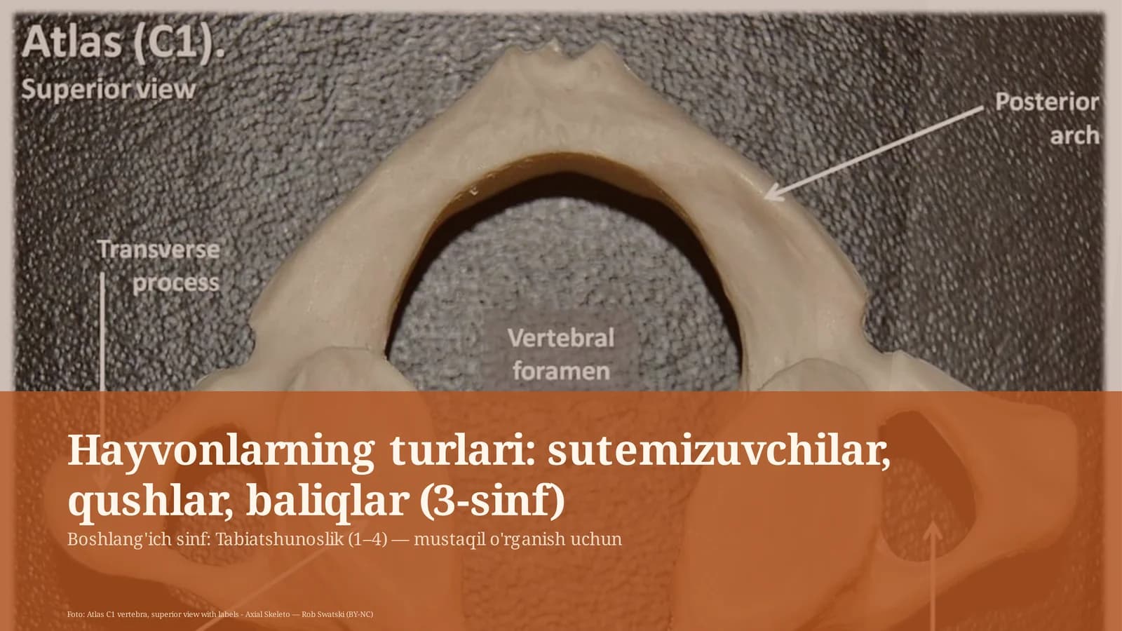Hayvonlarning turlari: sutemizuvchilar, qushlar, baliqlar (3-sinf)
