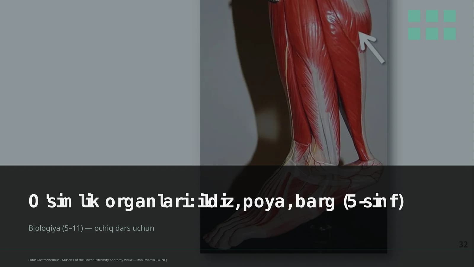 O'simlik organlari: ildiz, poya, barg (5-sinf)