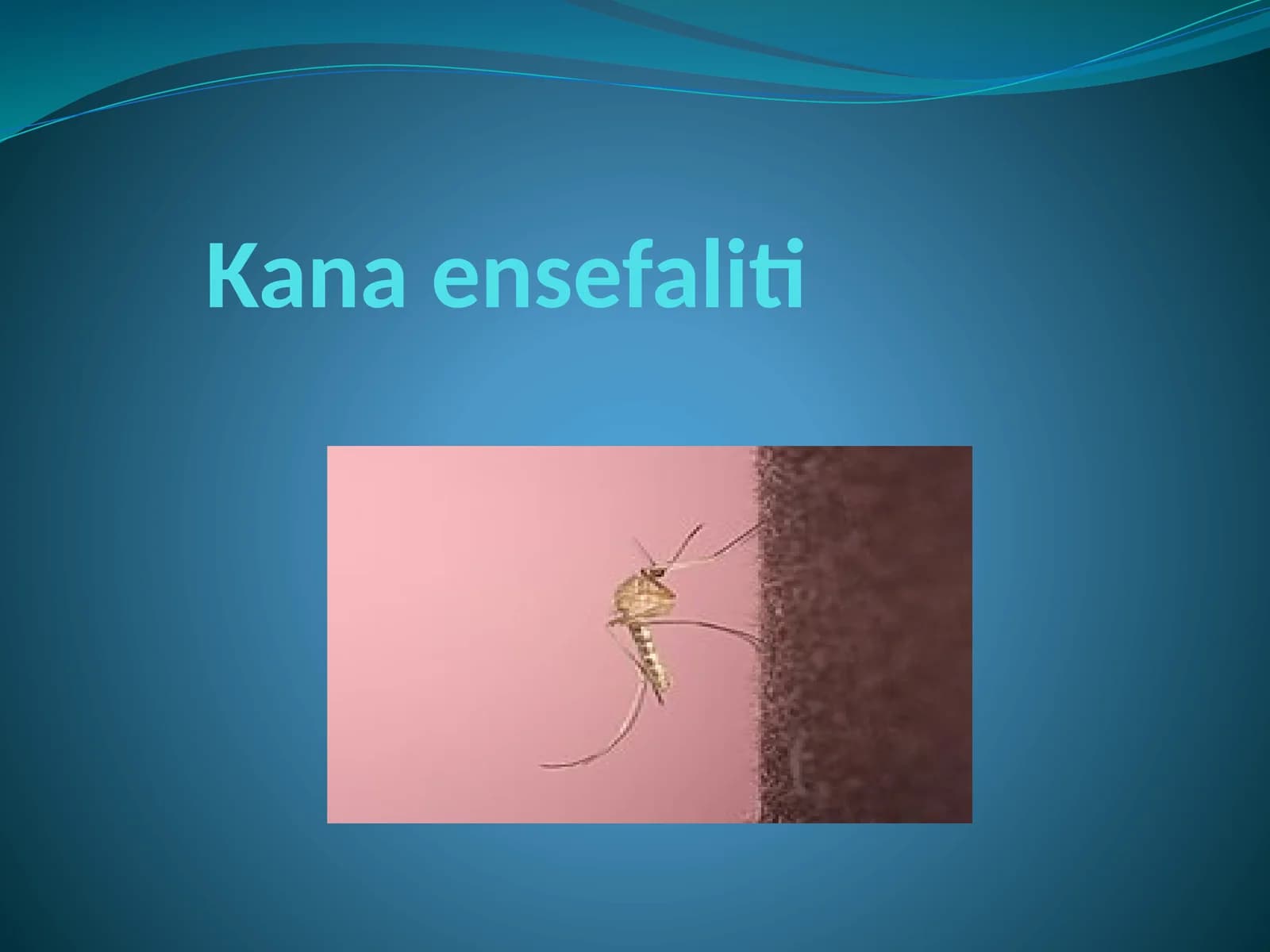 Kanaensefaliti