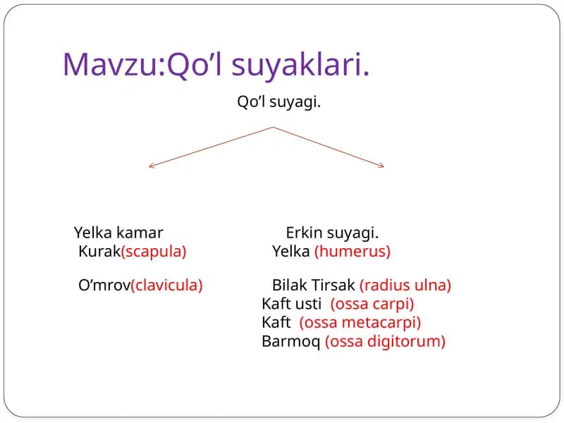 Qo’l suyaklari