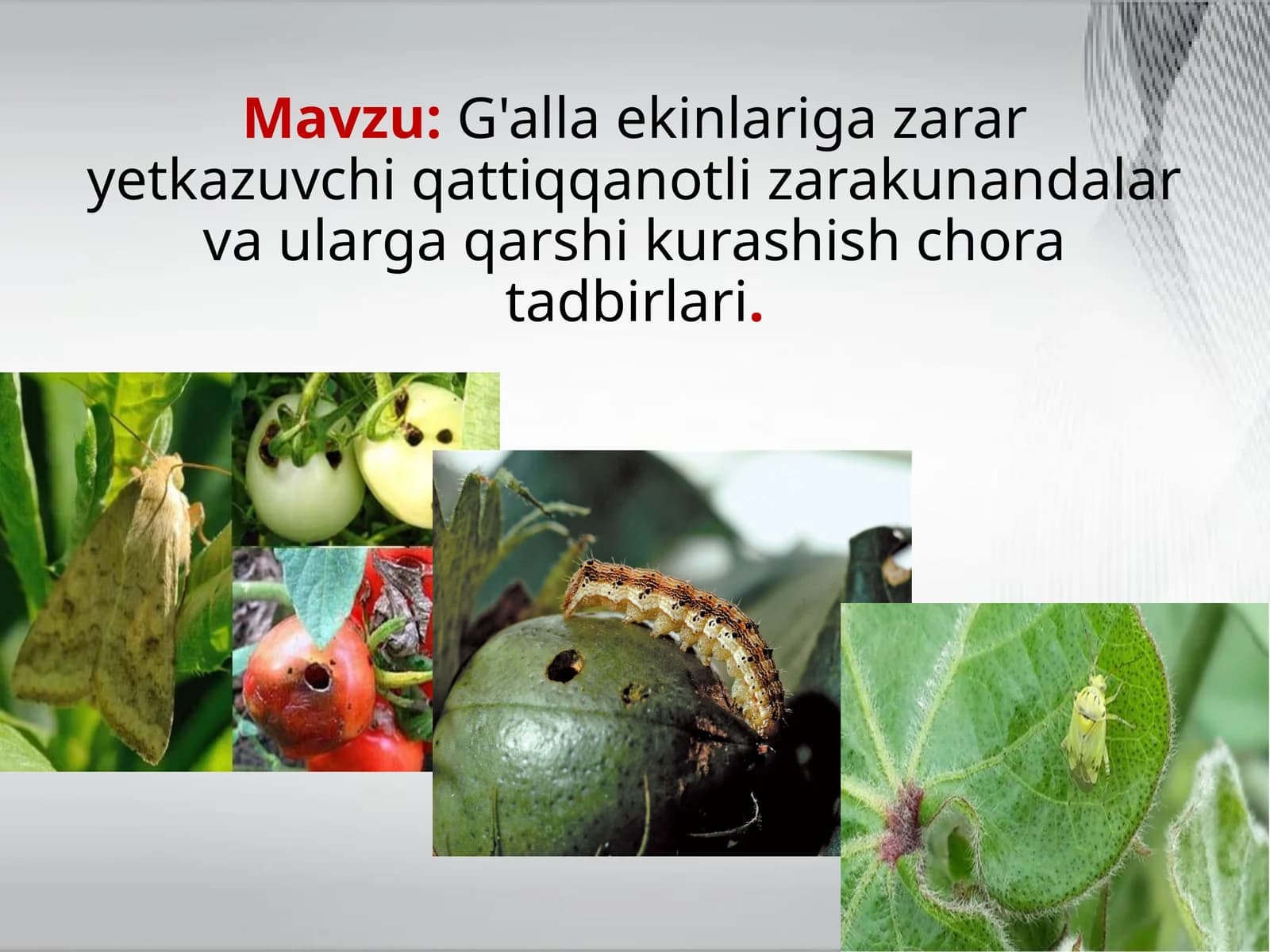 G'alla ekinlariga zarar yetkazuvchi qattiqqanotli zarakunandalar va ularga qarshi kurashish chora tadbirlari