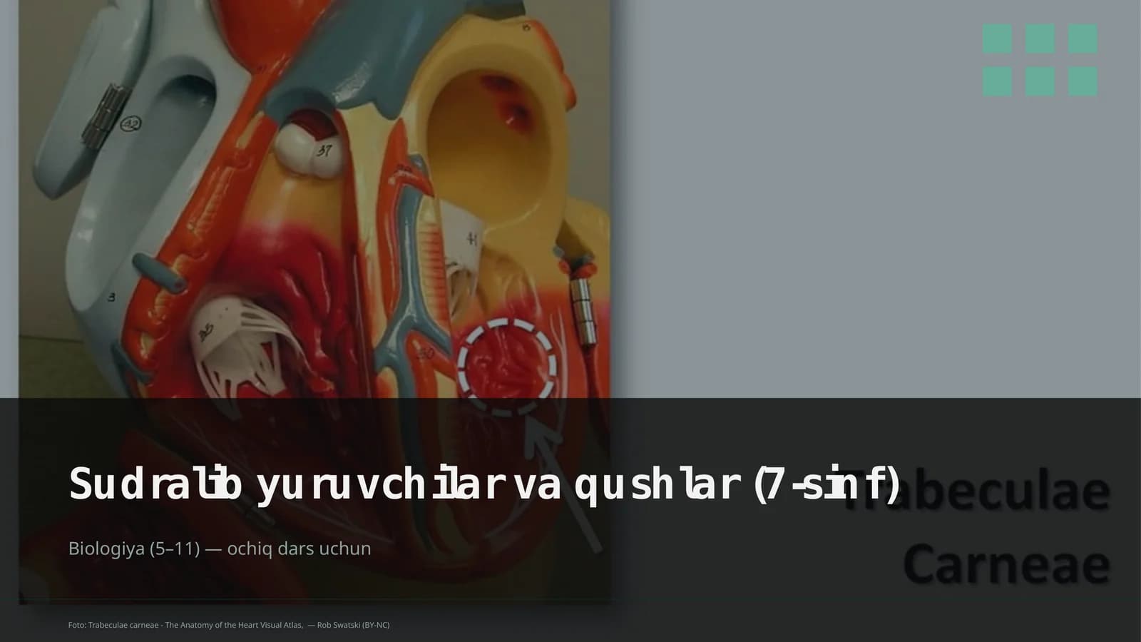 Sudralib yuruvchilar va qushlar (7-sinf)